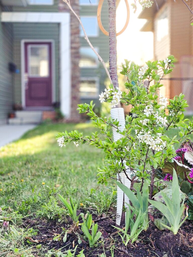 Small fruit tree with white blossoms planted in a front yard garden, with a green house and purple door in the background.