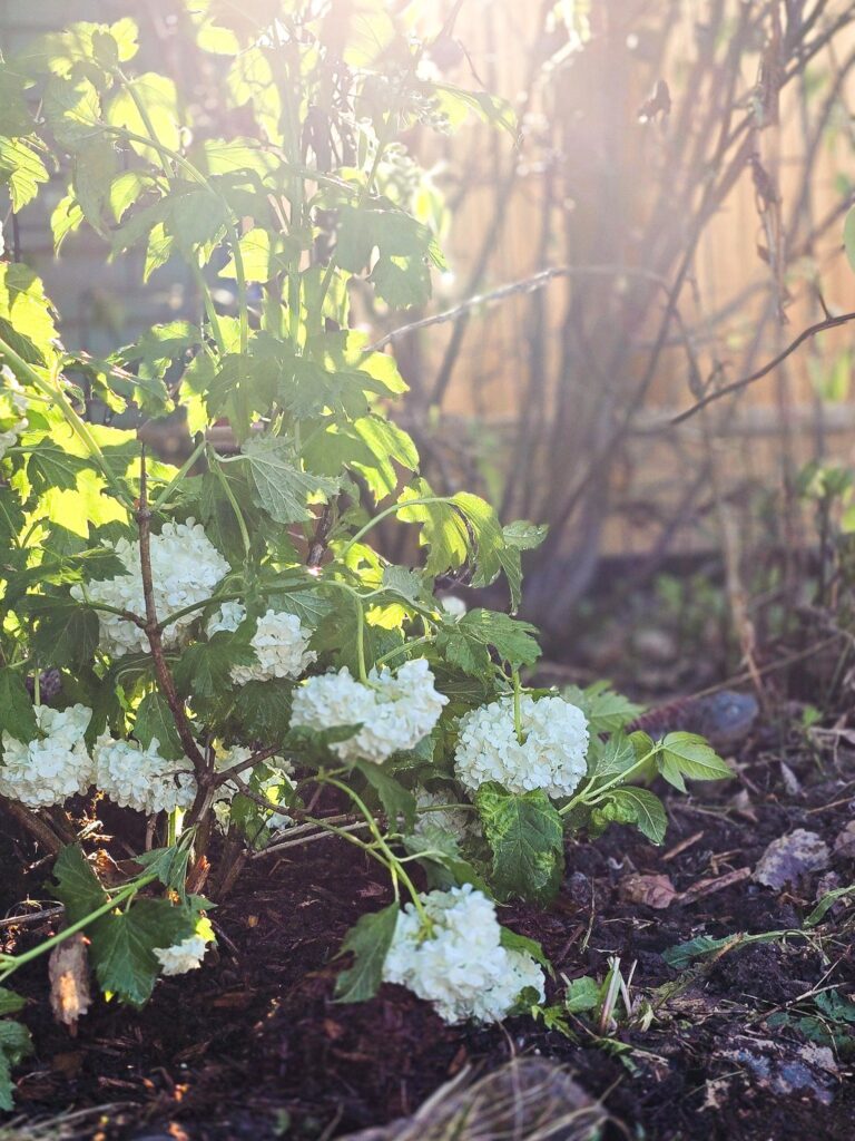 Viburnum bush with large white blooms catching golden evening light in a prairie garden setting.