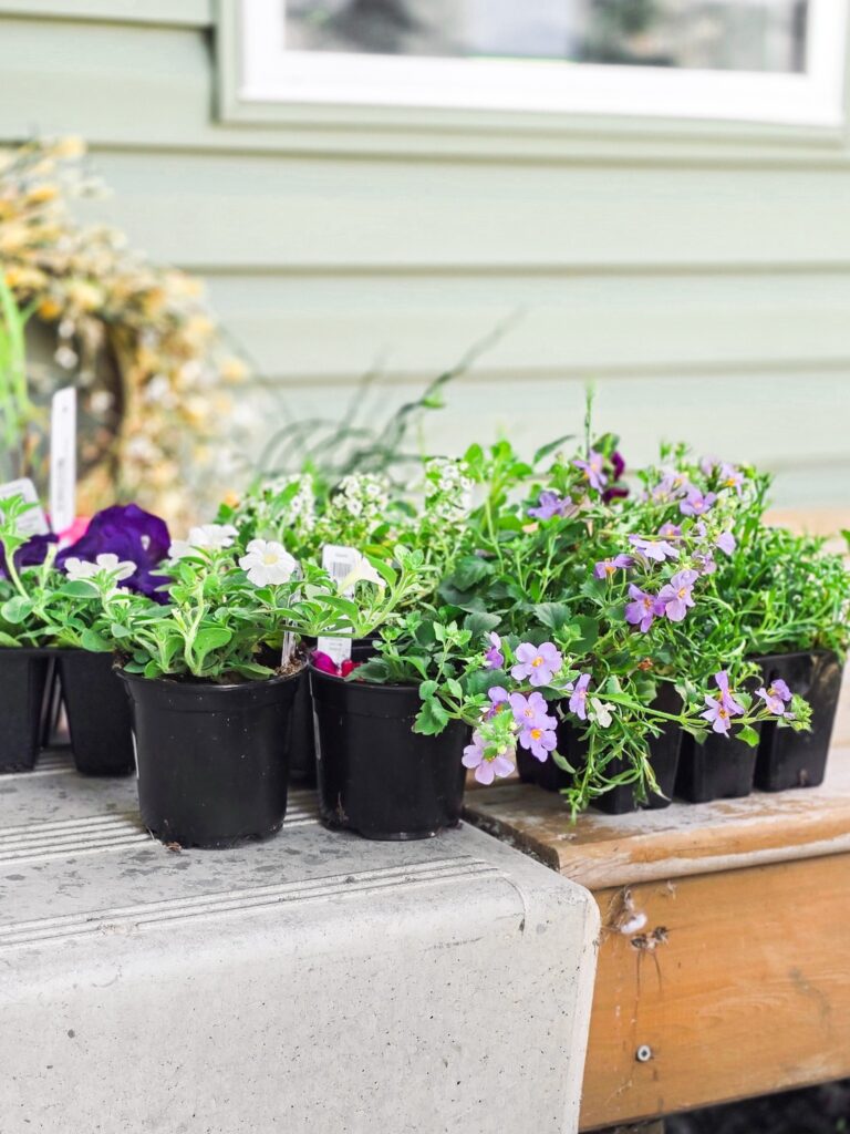Assortment of flowering annuals in black nursery pots, including petunias, bacopa, and alyssum, arranged on a porch step outside a green house.
