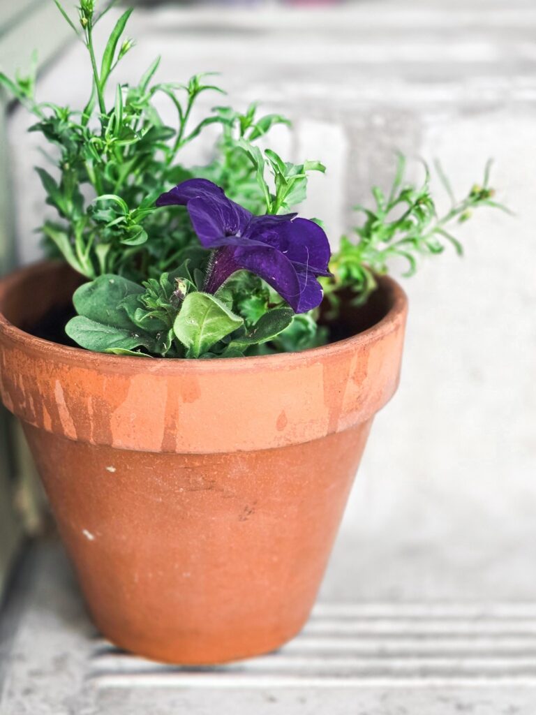 Deep purple petunia planted in a terracotta pot with green trailing foliage, placed on outdoor concrete stairs.