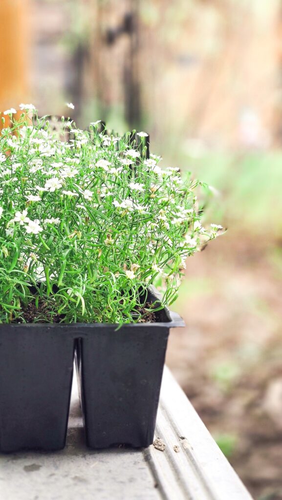 Tray of white Gypsophila (baby’s breath) seedlings in a black plastic nursery container, sitting on a ledge in soft natural light.