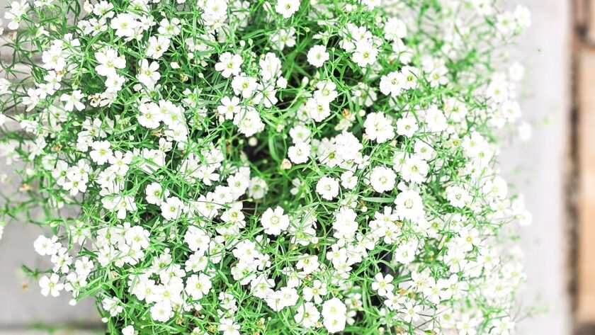 Overhead view of densely blooming Gypsophila in a nursery tray, featuring delicate white flowers and bright green foliage.