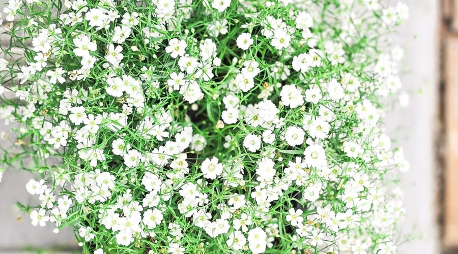 Overhead view of densely blooming Gypsophila in a nursery tray, featuring delicate white flowers and bright green foliage.