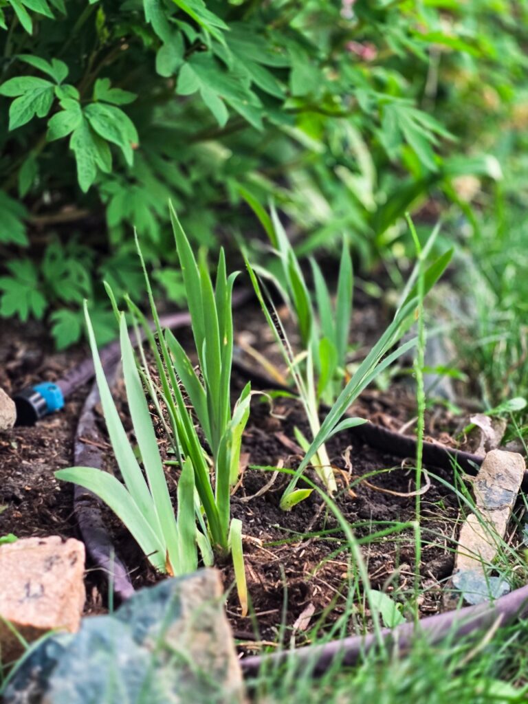 Young iris shoots emerging in a garden bed lined with stones and surrounded by lush spring greenery.