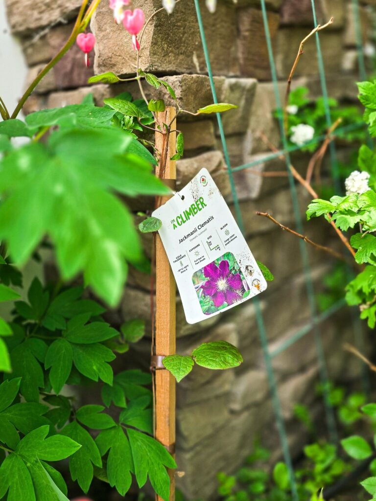 Jackmanii clematis vine with tag, climbing a trellis next to a stone wall and bleeding heart flowers in a spring garden.