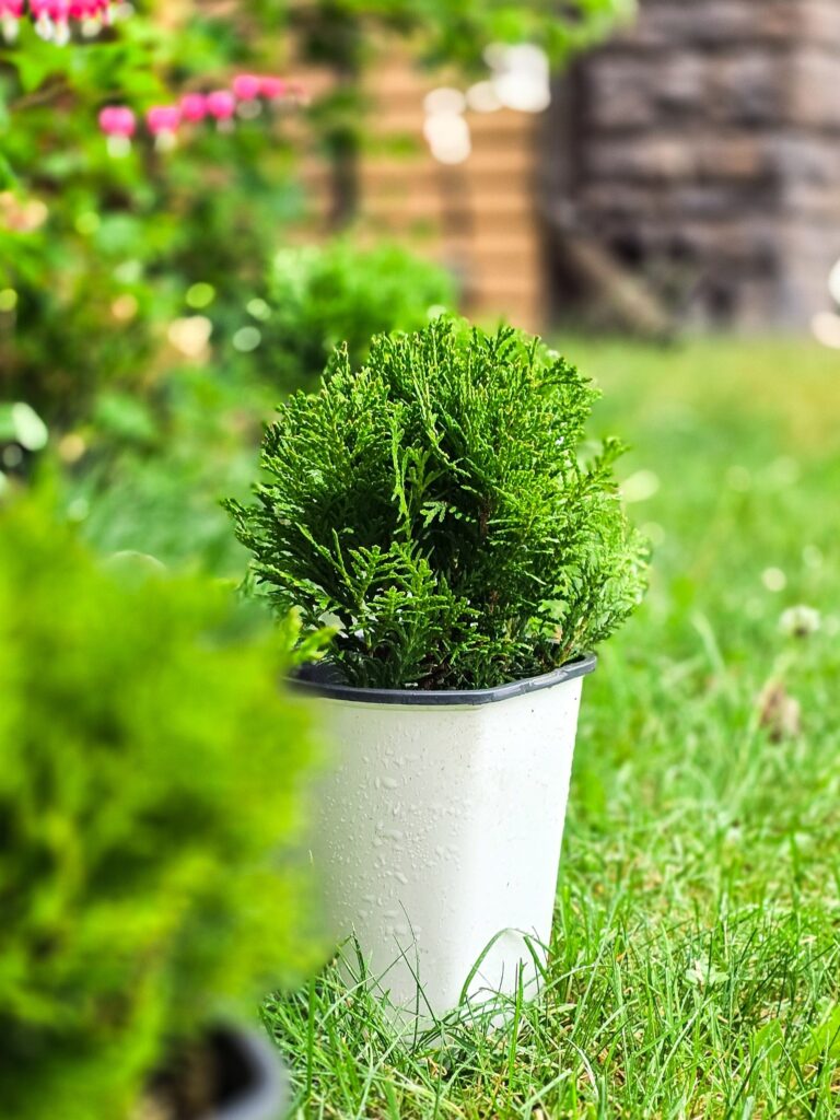 Line of potted globe cedars placed on grass, creating a symmetrical border for a French garden-inspired design.