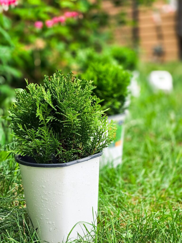 Potted globe cedar on green lawn, surrounded by vibrant spring plants and blurred background of a home garden.