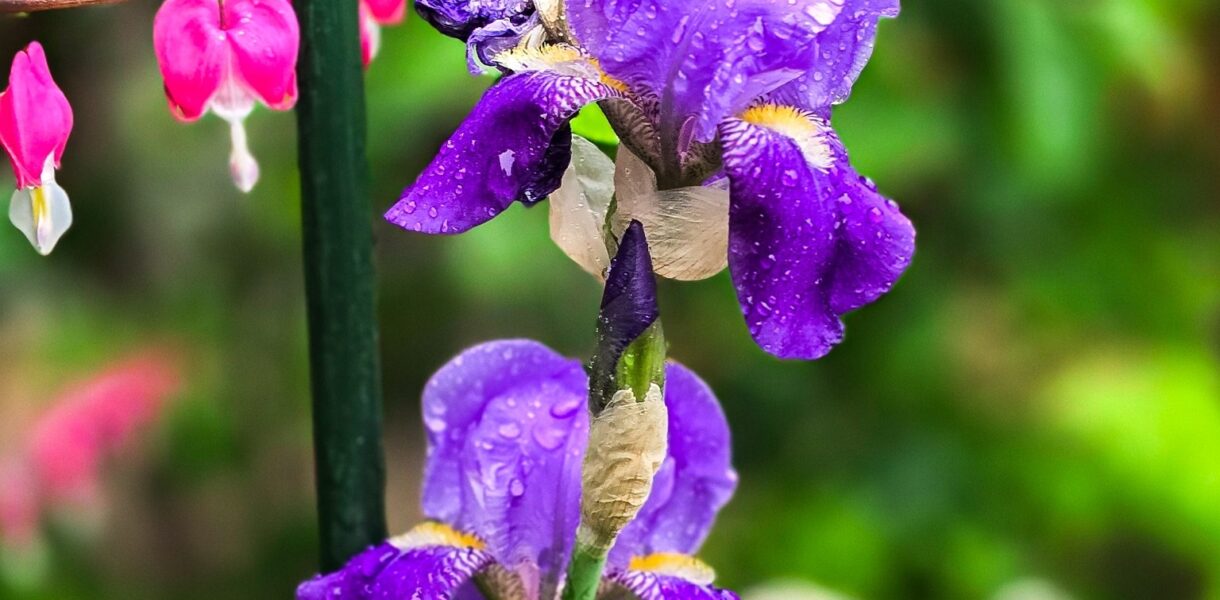 Purple iris flower in bloom with water droplets, supported by a garden stake and surrounded by bleeding hearts.