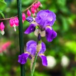 Purple iris flower in bloom with water droplets, supported by a garden stake and surrounded by bleeding hearts.