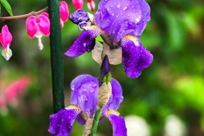 Purple iris flower in bloom with water droplets, supported by a garden stake and surrounded by bleeding hearts.