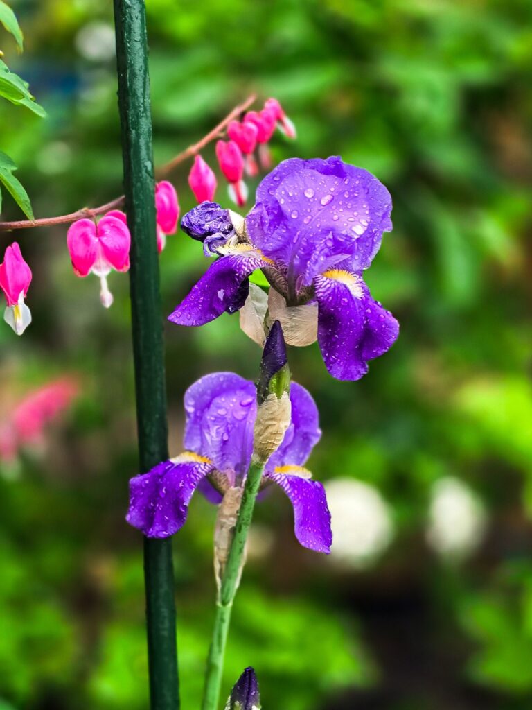 Purple iris flower in bloom with water droplets, supported by a garden stake and surrounded by bleeding hearts.