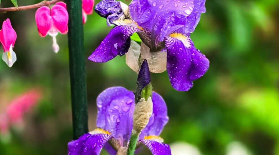 Purple iris flower in bloom with water droplets, supported by a garden stake and surrounded by bleeding hearts.