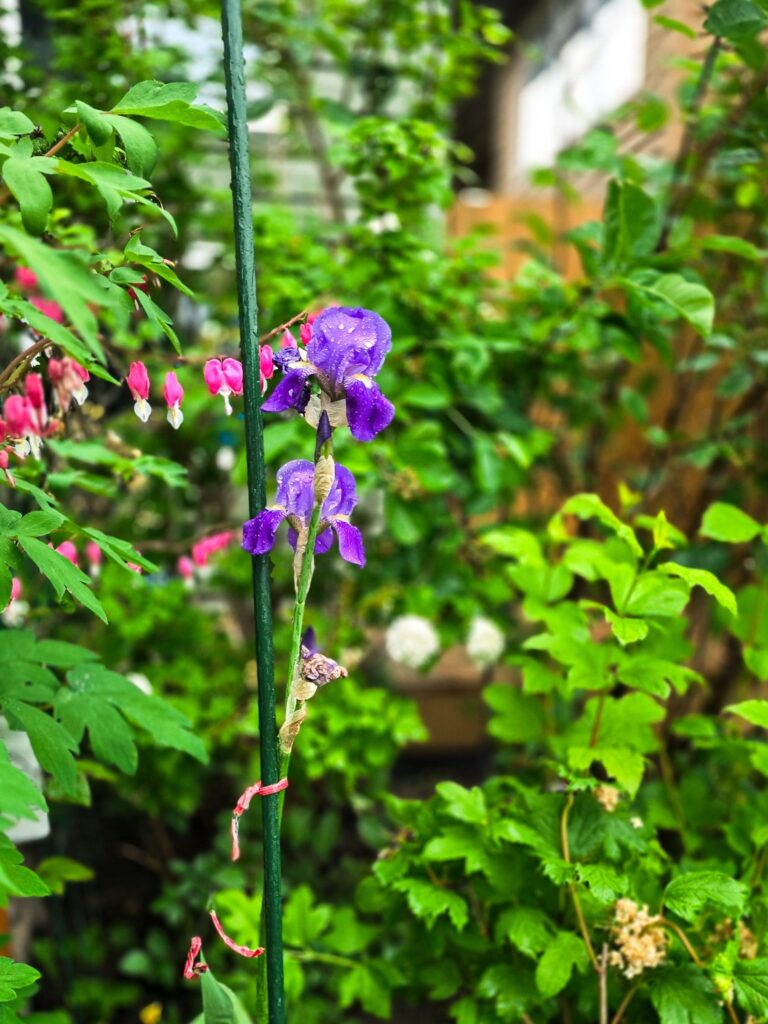 Full view of a tall blooming iris staked upright in a lush backyard garden with bleeding hearts and greenery.